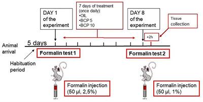 The CB2 Agonist β-Caryophyllene in Male and Female Rats Exposed to a Model of Persistent Inflammatory Pain